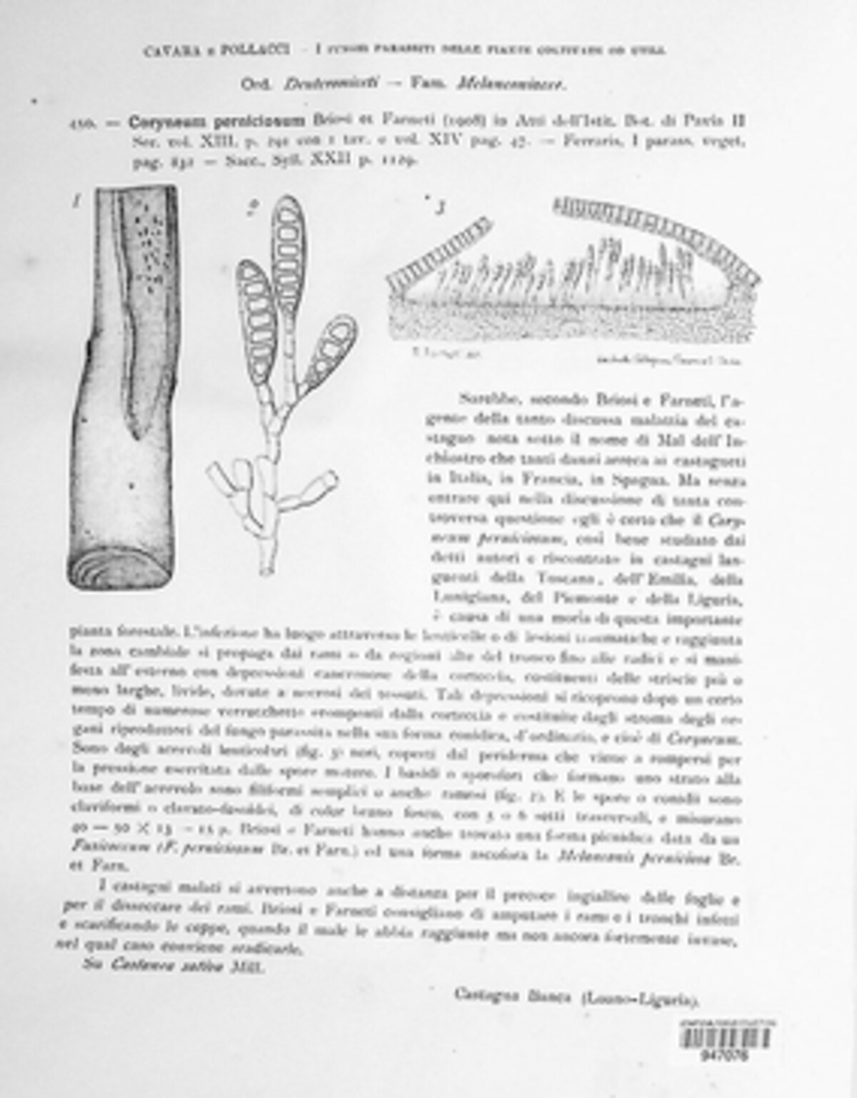 Coryneum perniciosum image